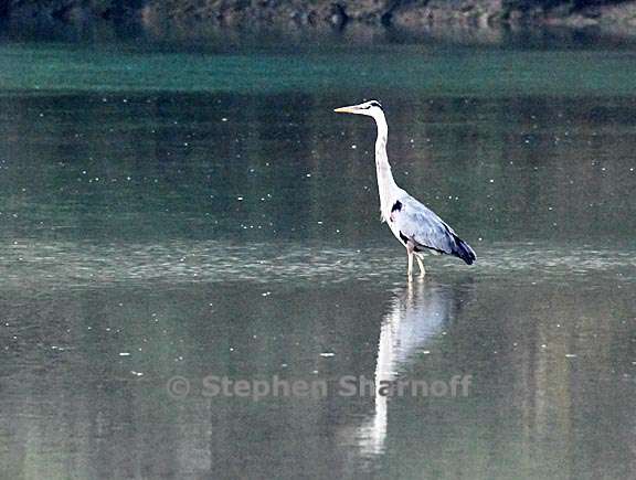 great blue heron 2 graphic